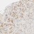 Immunohistochemistry-Paraffin: Zyxin Antibody [NBP1-90349] - Immunohistochemical staining of human adrenal gland shows moderate granular cytoplasmic positivity in cortical cells.